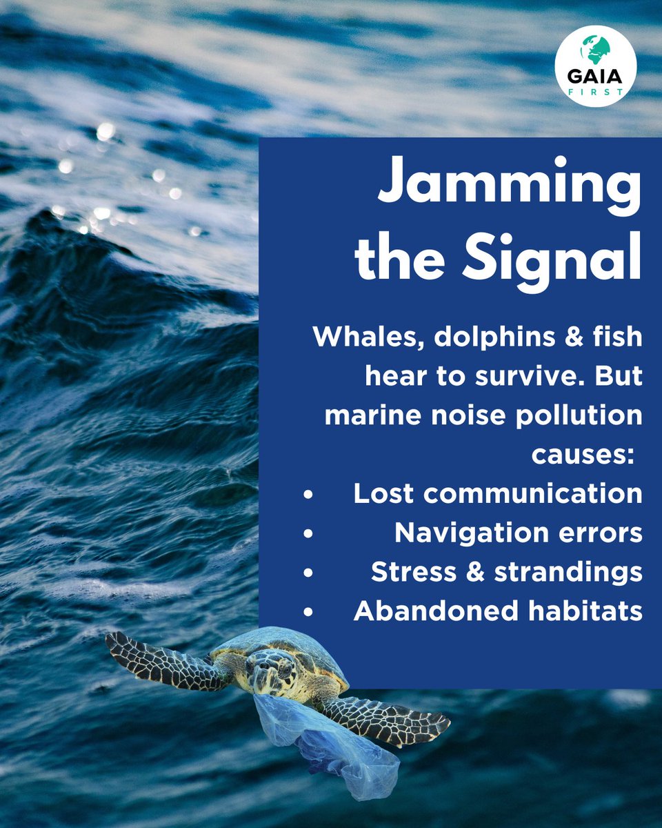 first_gaia's tweet photo. 🚨 The ocean is now 100x LOUDER than pre-industrial times! 🌊🔊 Human noise disrupts marine life, causing lost communication &amp; deadly errors. @GaiaFirst fights to restore ocean silence. Join us! 🐋

#StopOceanNoise #ProtectOurOceans #Gaia_First #MareNostrum @IMO @UNESCO https://t.co/tktpskB5j5