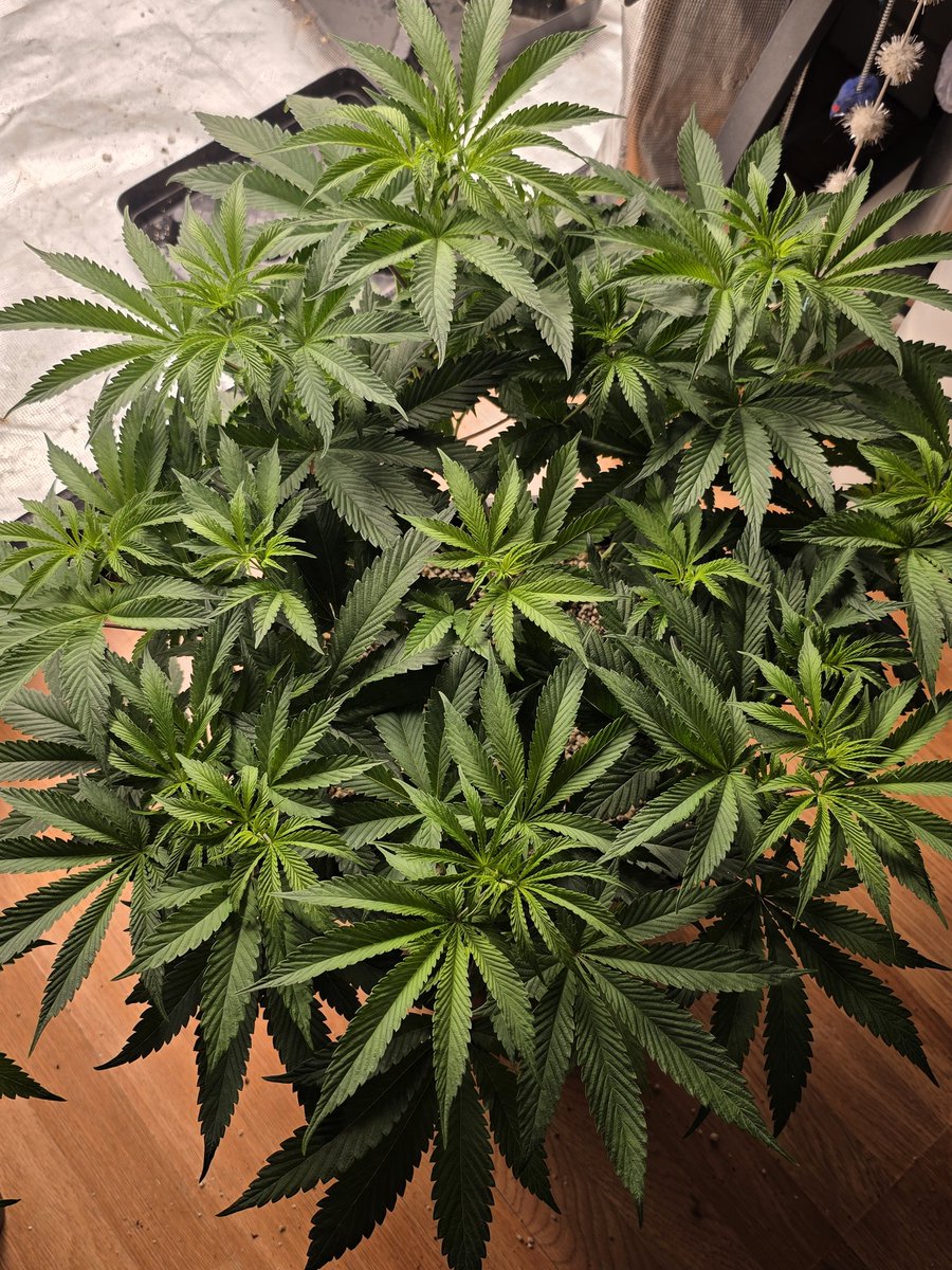 Loupey Gardener tweet media