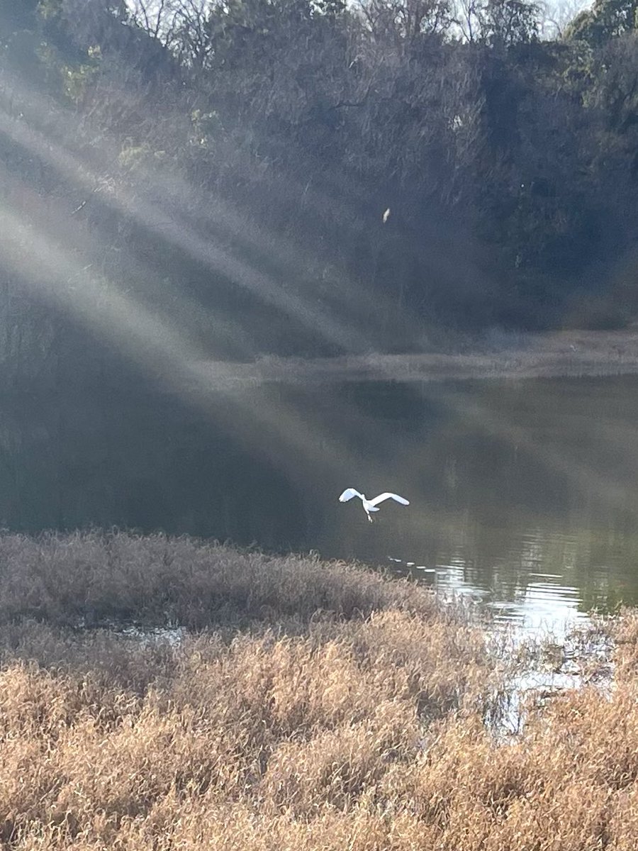 ruban0405's tweet photo. 春の日差しに
羽根を広げて…

気持ち良さそうでした
#春
#春の日差し https://t.co/iMyVgDyaM7