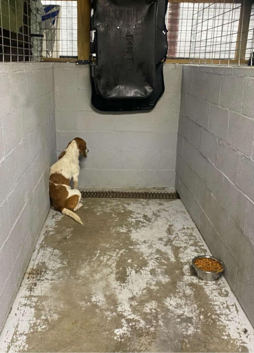 Beagle Lovers And Rescuers Inc. tweet media