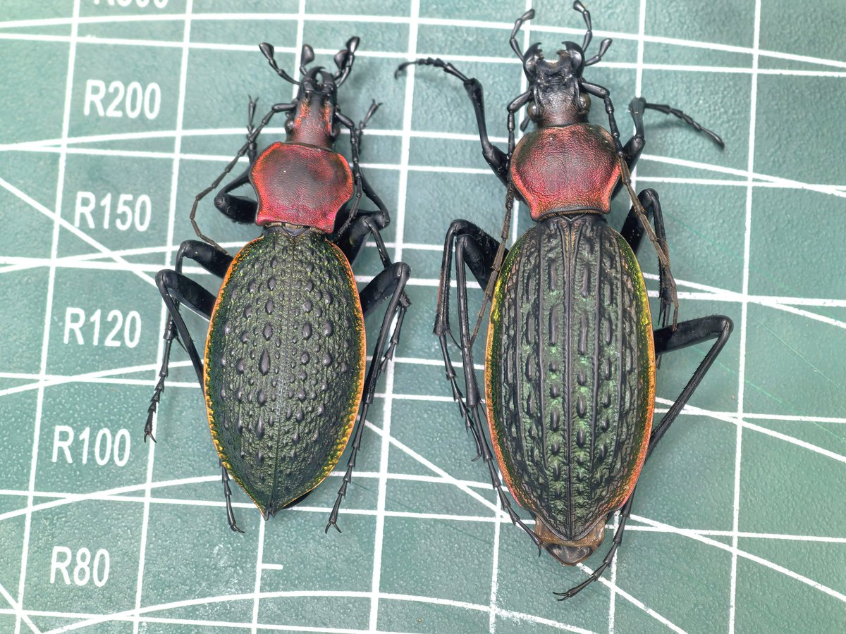 阿鸡Aji tweet media