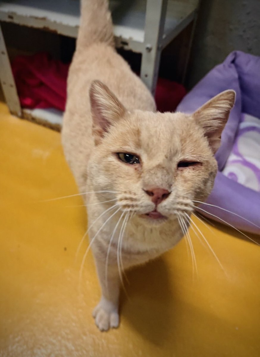 Bienestar Animal Alcorcón tweet media