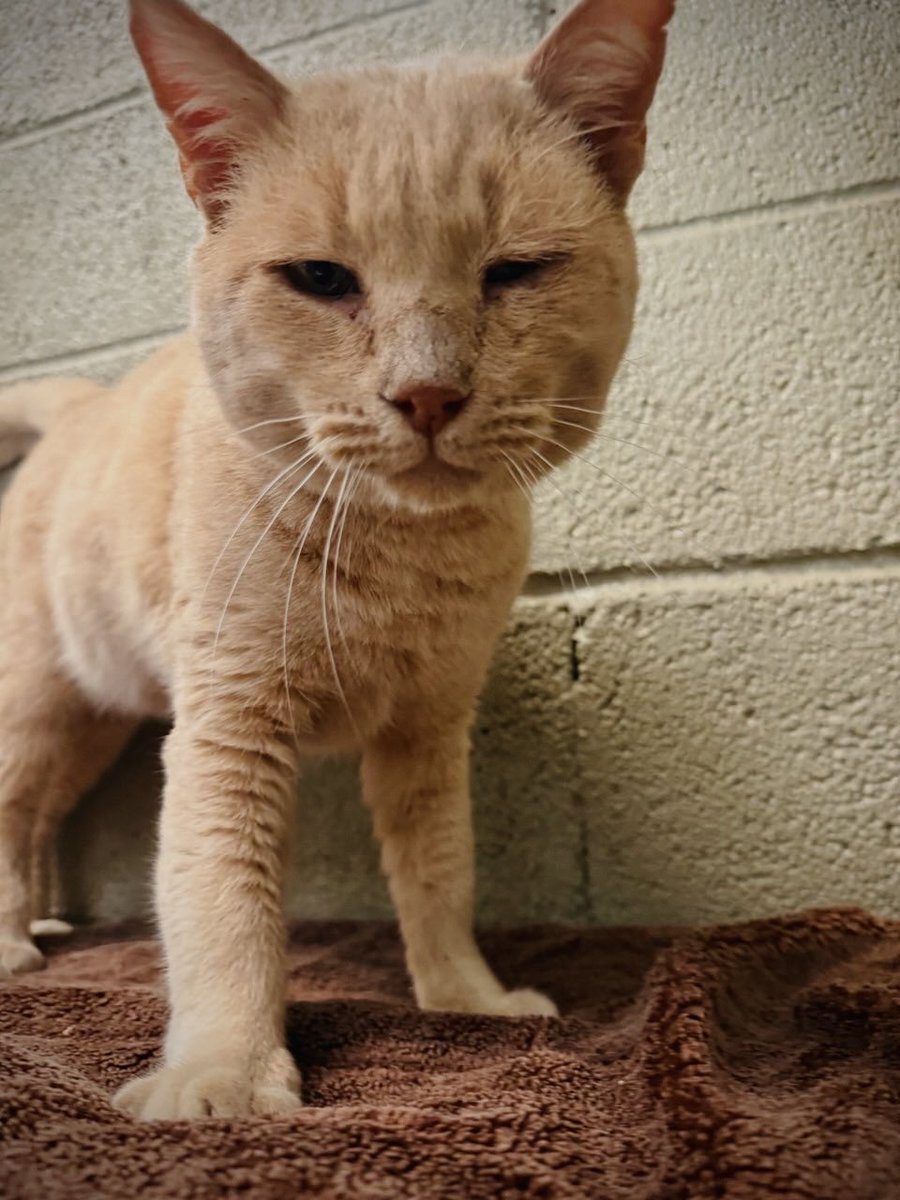 Bienestar Animal Alcorcón tweet media