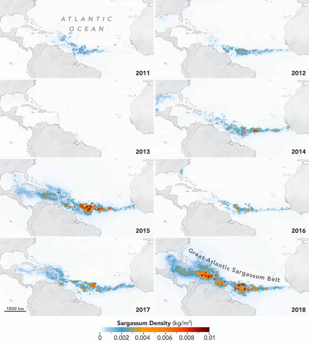 LesMisch's tweet photo. Humans created the Great Pacific Garbage Patch; now we're creating another issue - the Great Atlantic Sargassum Belt. The image shows sargassum belt growth from 2011–2018.  Nutrient-rich agricultural runoff and wastewater discharge is causing an explosive growth of sargassum. https://t.co/uPEfTyyxgX