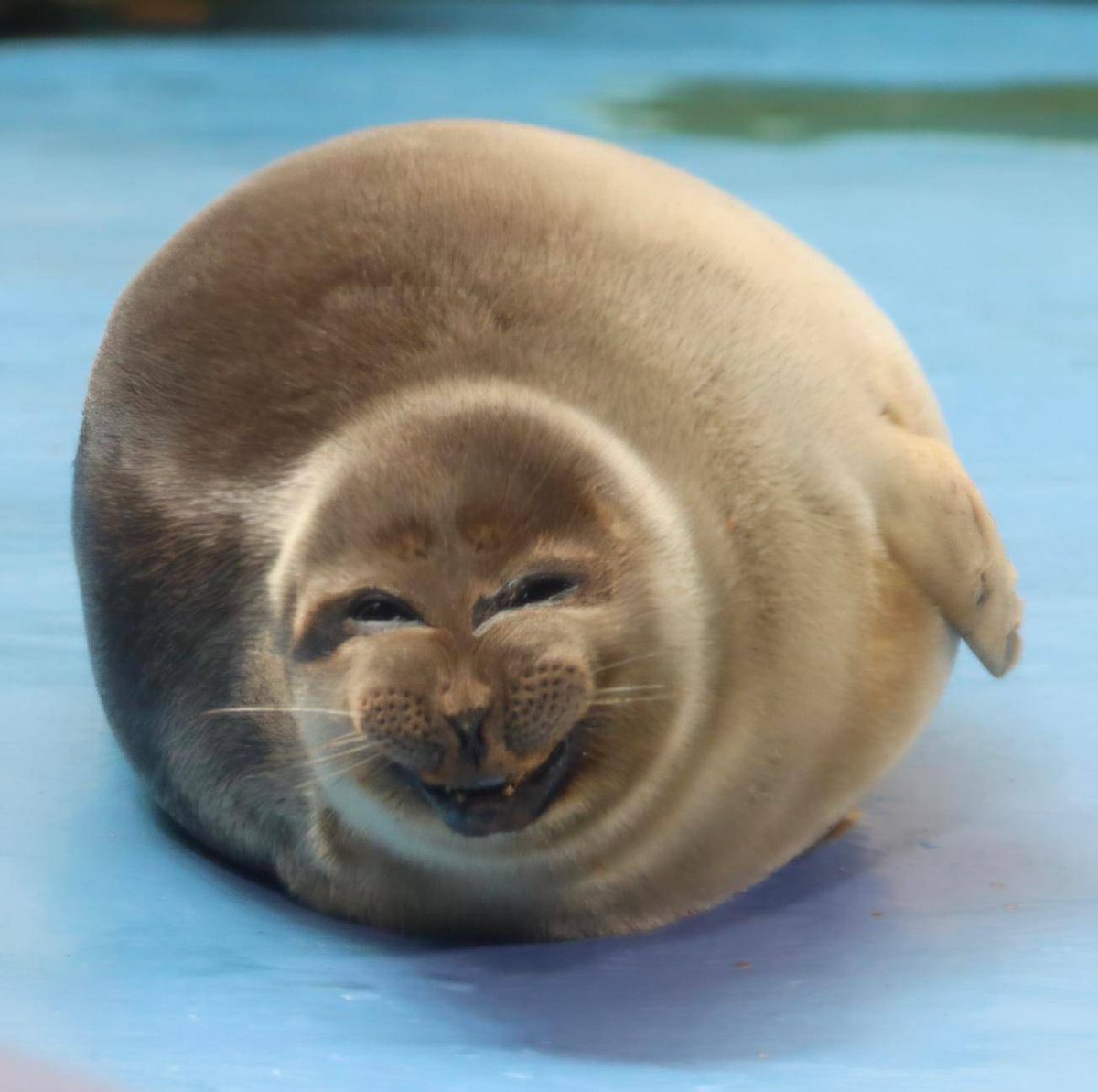 Orphelyx (@orphelyxia) on Twitter photo 