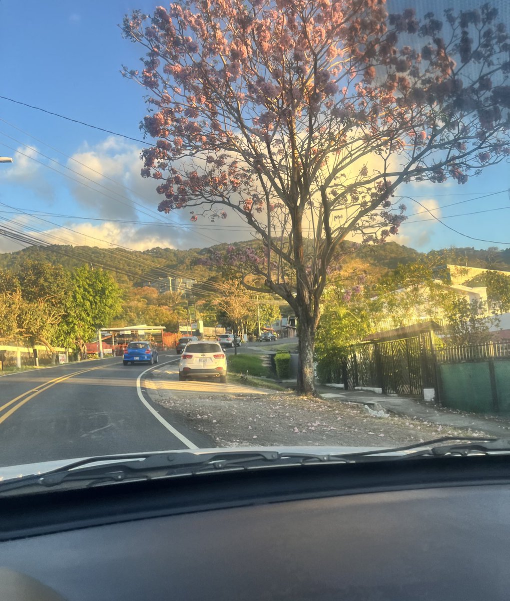 Bueeeenos días… estos árboles 😍😍
Lista para hacer mandados… 😂😂