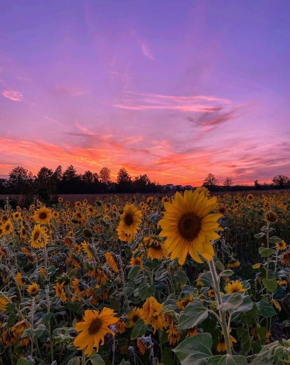 SUNFLOWER 🌻 tweet media