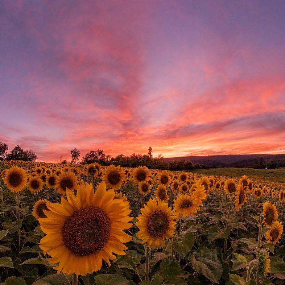 SUNFLOWER 🌻 tweet media