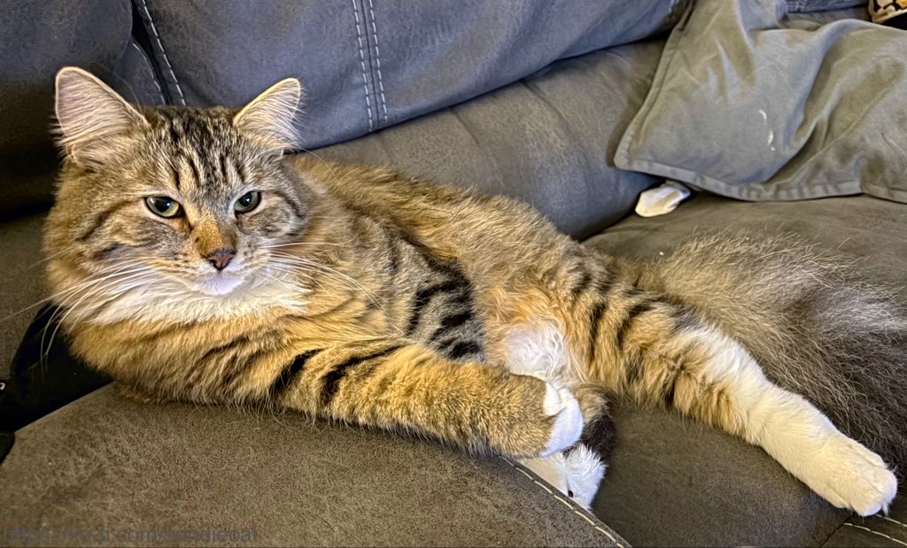 Siberian Sandie tweet media