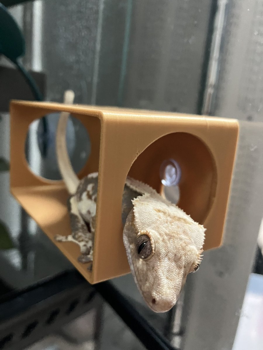 805112's tweet photo. 頭はこちらでしっぽはあちら
大きさなのか、色なのか、設置位置なのか、これが気に入っているようです

#クレステッドゲッコー 
#図1_クレスハウスとその使用例 https://t.co/mP3UvPR68z