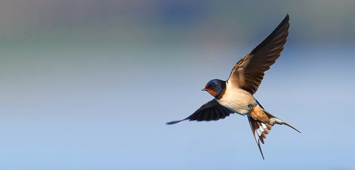 Paanteon tweet media