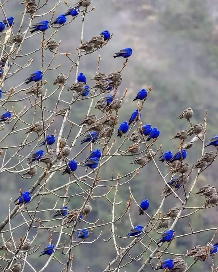Mavi kalan bir şeyler var…
Gökten düşmüş bir hüzün, rüzgârda yürüyen bir ses.
Kuru dallarda oturan mavi kuşlar gibi —
Unutulmuş duygular, sessizce bekler.
Bir zamanlar uçtuğumuz o maviye…
Şimdi yalnızca iz bırakır.
Ama gökyüzü bilir —
Mavi, asla gitmez. Sadece dinlenir.
Kürşat