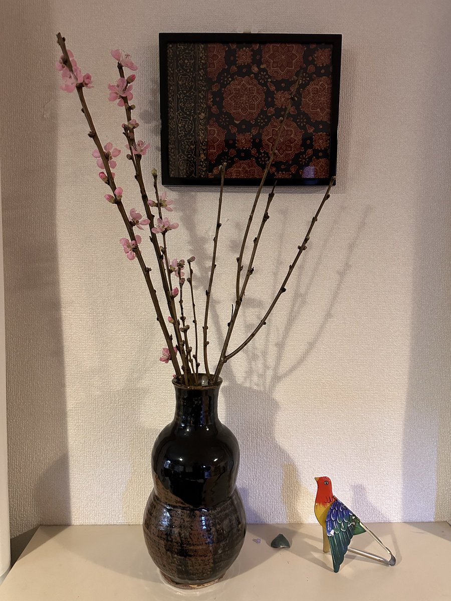 今年は買った桃が咲いて嬉しい。