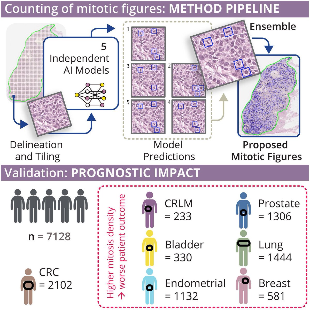 FEBS Open Bio tweet media