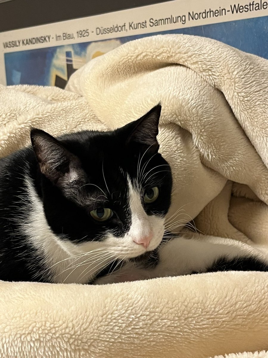 Violetbpanda123's tweet photo. いたずらっ子の
アイコンのうちの猫
本日お雛様の日🎎に
虹の橋を渡りました。
11年ちょっとの猫生
でした。ここ数年は
大病(膀胱やら肝臓やら)
で大変しんどい思いを
させてごめんね。やさしい
お顔で眠りについています。やさしい猫なので連休中に一緒できたのは幸いでした。またねにゃーにゃ😭‼️ https://t.co/mT1KzqN3SY