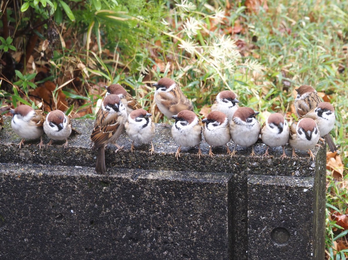 ちゅんちゅん (@chunchu0803) / Posts / X