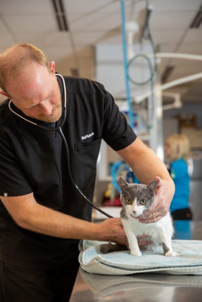 Veterinary Practice News tweet media