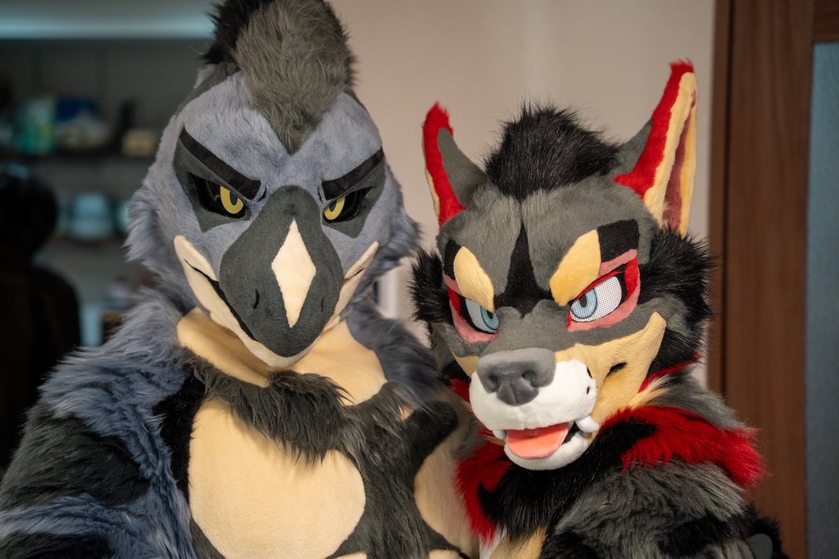 Gang_A_Zenith's tweet photo. Cool wolf

#FursuitEverday
🐺#utenbell
📸#Allesdra https://t.co/HW7KHhdKHD