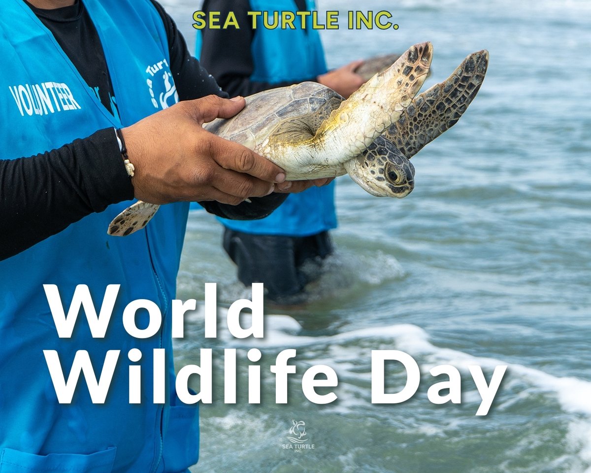 Sea Turtle, Inc. tweet media