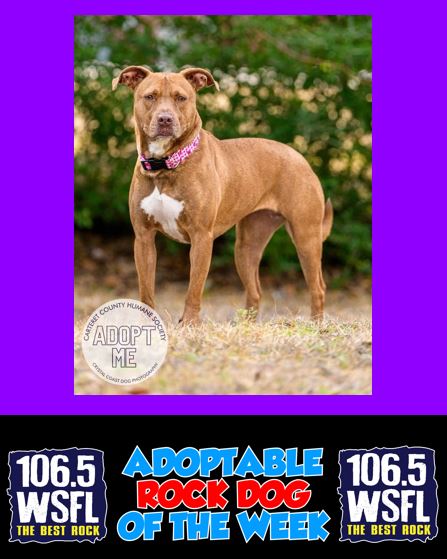 1065WSFL's tweet photo. This Brandy - she's a fine girl.  What a good pet she would be.😃https://t.co/DQK0Ey2fdF https://t.co/TqgTfObthZ