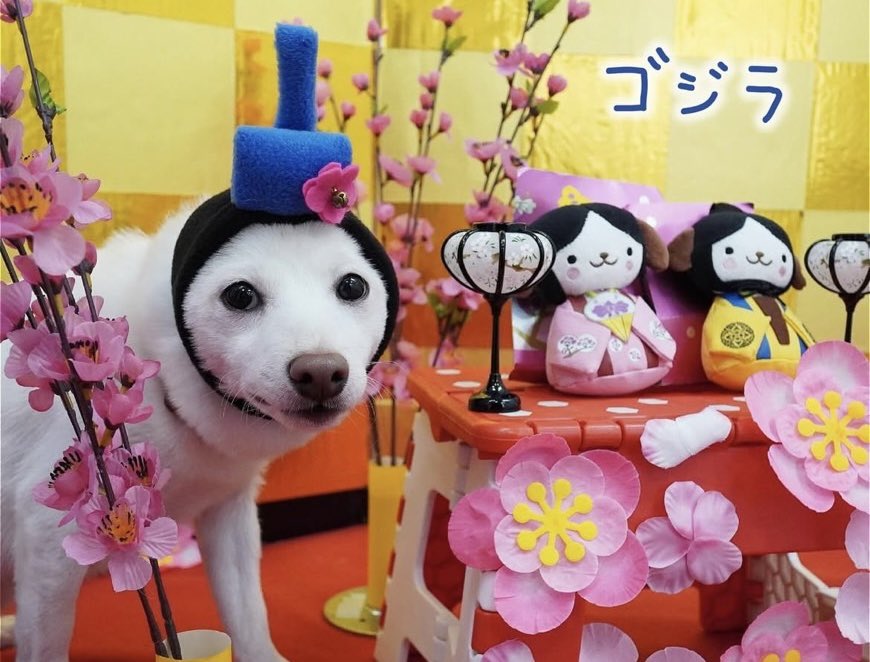 Today was the doll festival in Japan