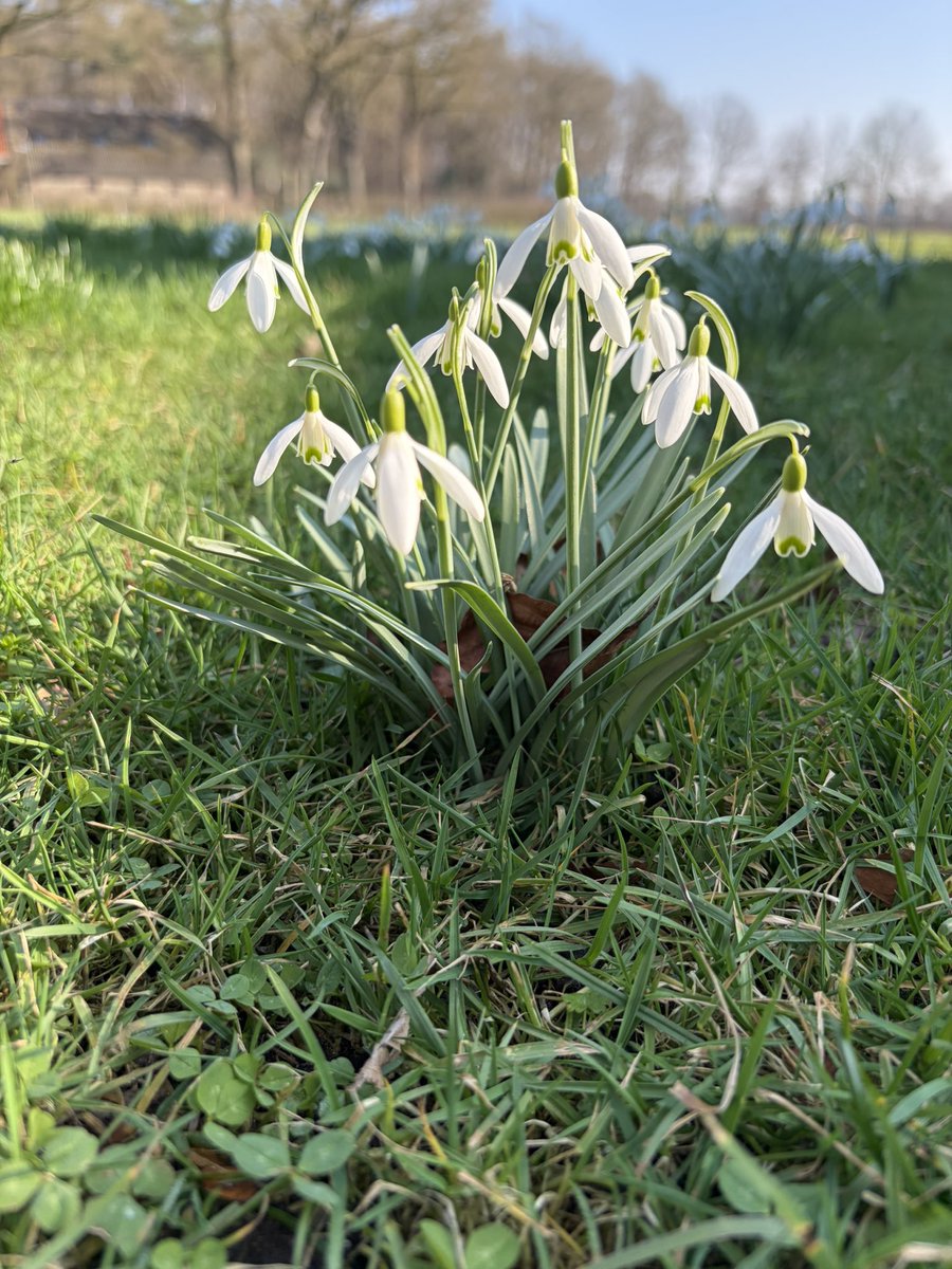 kleinkraakie's tweet image. Net effe m’n camera geprobeerd van m’n nieuwe telefoon. Ik zeg is goed gekeurd.
#krokus #sneeuwklokjes #mos #hommel #voorjaar