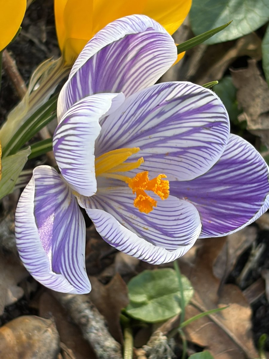 kleinkraakie's tweet image. Net effe m’n camera geprobeerd van m’n nieuwe telefoon. Ik zeg is goed gekeurd.
#krokus #sneeuwklokjes #mos #hommel #voorjaar