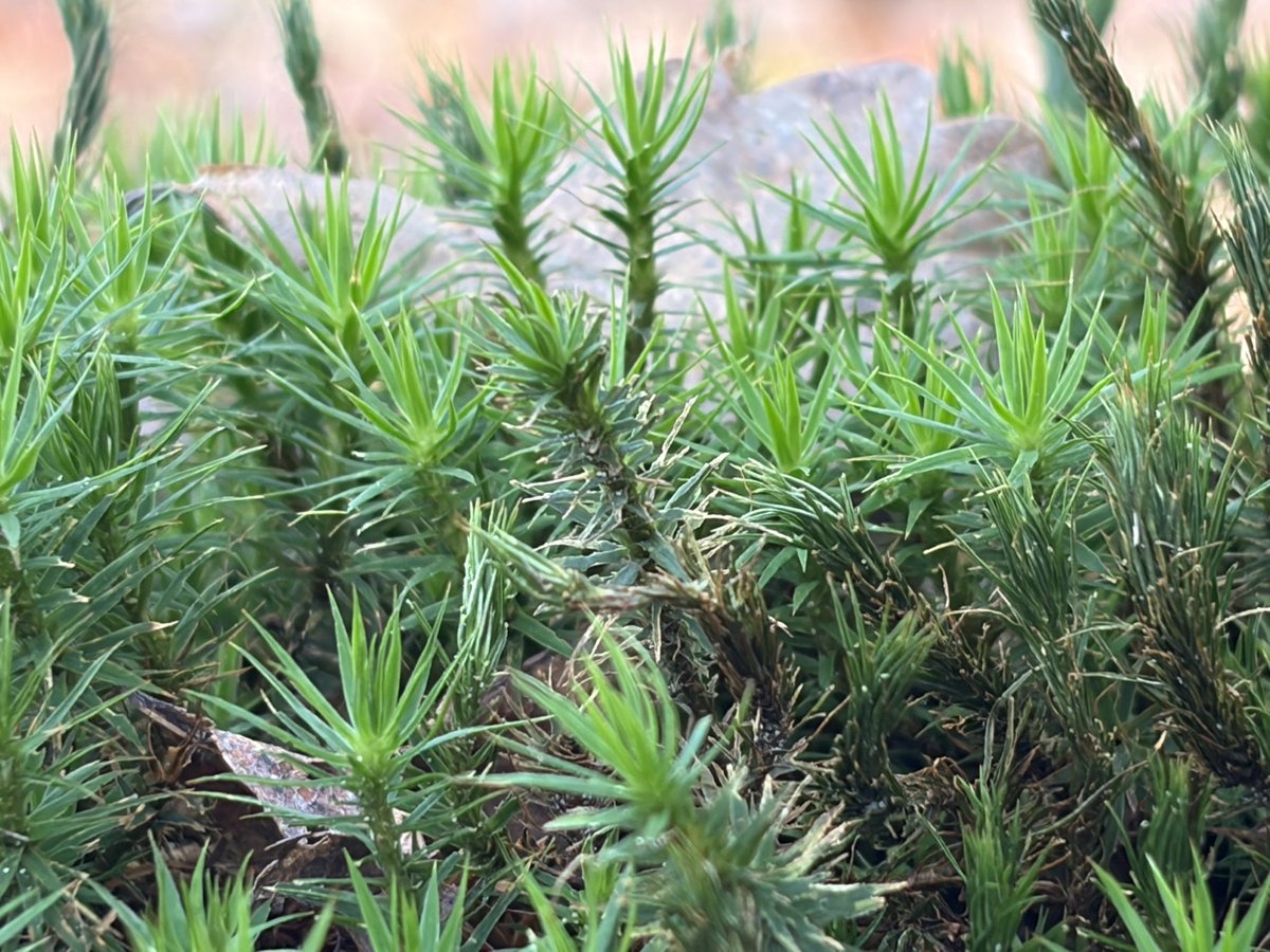 kleinkraakie's tweet image. Net effe m’n camera geprobeerd van m’n nieuwe telefoon. Ik zeg is goed gekeurd.
#krokus #sneeuwklokjes #mos #hommel #voorjaar