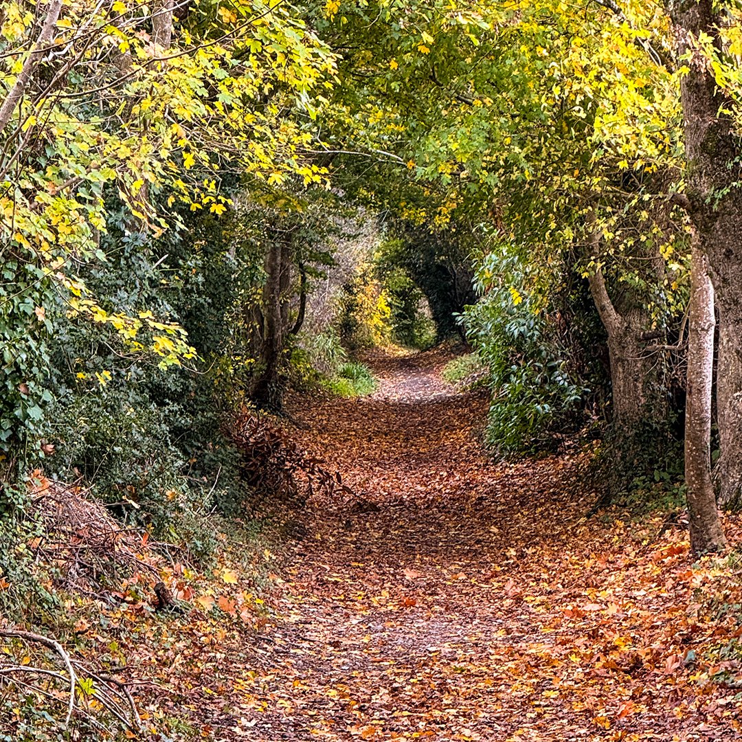 Exeter City Council tweet media