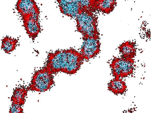 Biomedical Picture of the Day BPoD tweet media