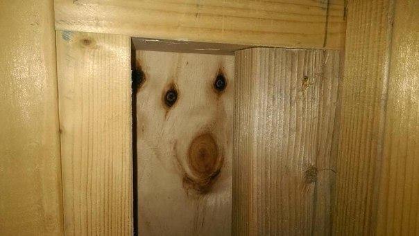 exemplq's tweet photo. $DRATUTI

This is a very old and funny meme about a tree with a dog's face that doesn't make any sense. https://t.co/y9xfPerTtB