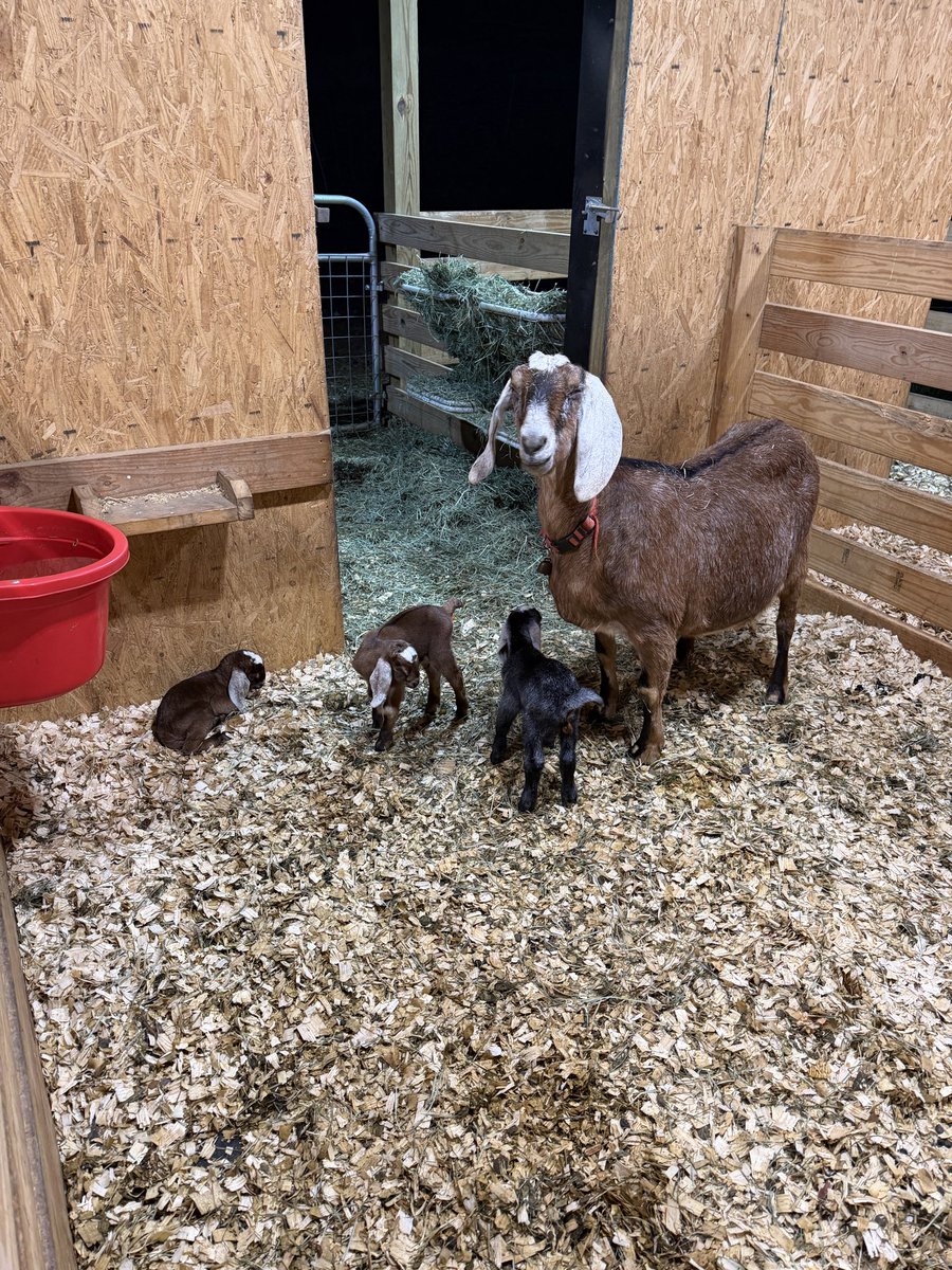 farmer Todd 🐄🐐🐖🐑🦙🐓 tweet media