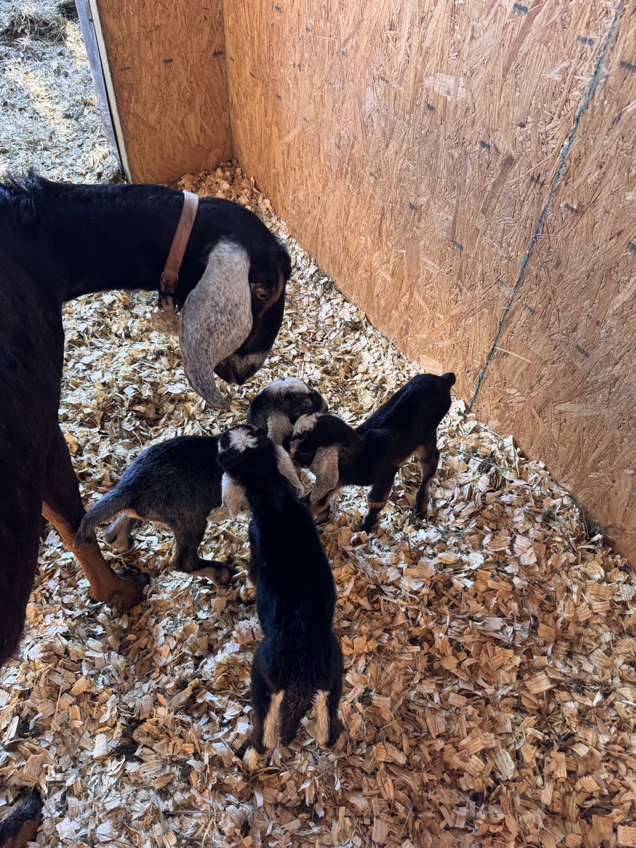 farmer Todd 🐄🐐🐖🐑🦙🐓 tweet media