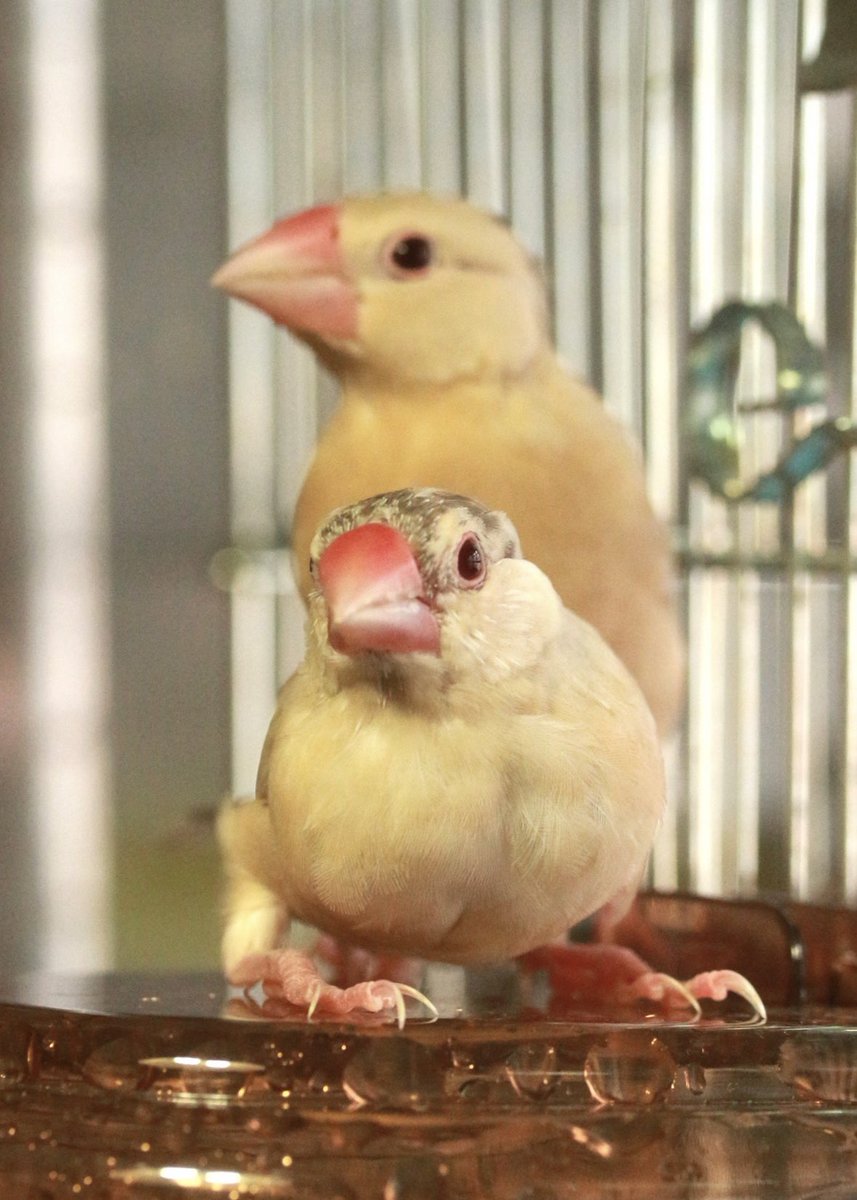 2016年にみやママと楓パパの間に生まれたシナモン5羽。手前はうさ乃