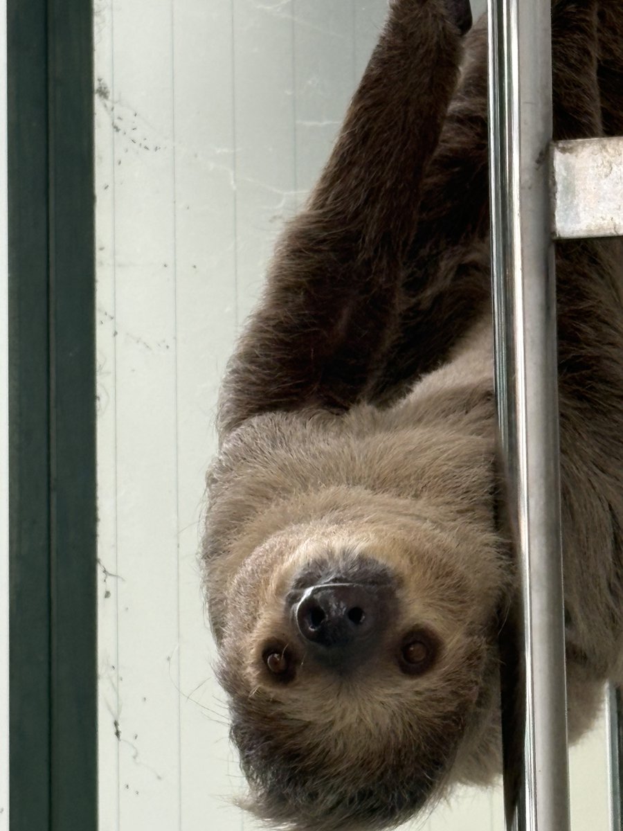 ナマケモノ研究所(The sloth research center)🦥 (@sametyphoon