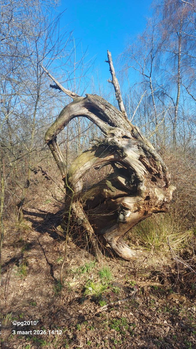 Pieterman tweet media