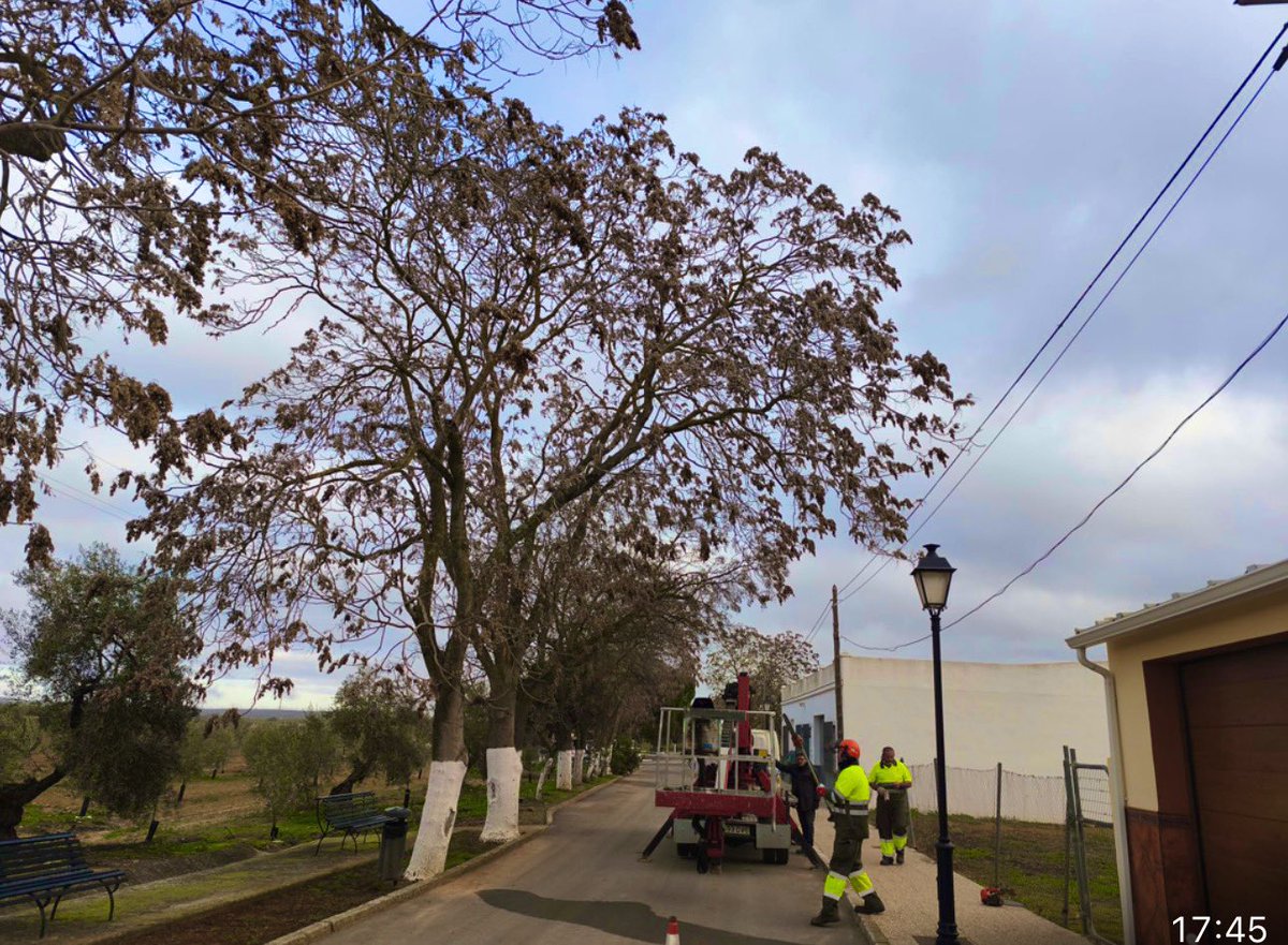 🏞️ Trabajos desarrollados en las Pedanías de #Antequera

🌳 Actuación en Cañadas de Pareja:
👉🏽 Tareas de poda, mantenimiento y limpieza de ramas de árboles 

Seguimos trabajando por los vecinos de nuestras pedanías