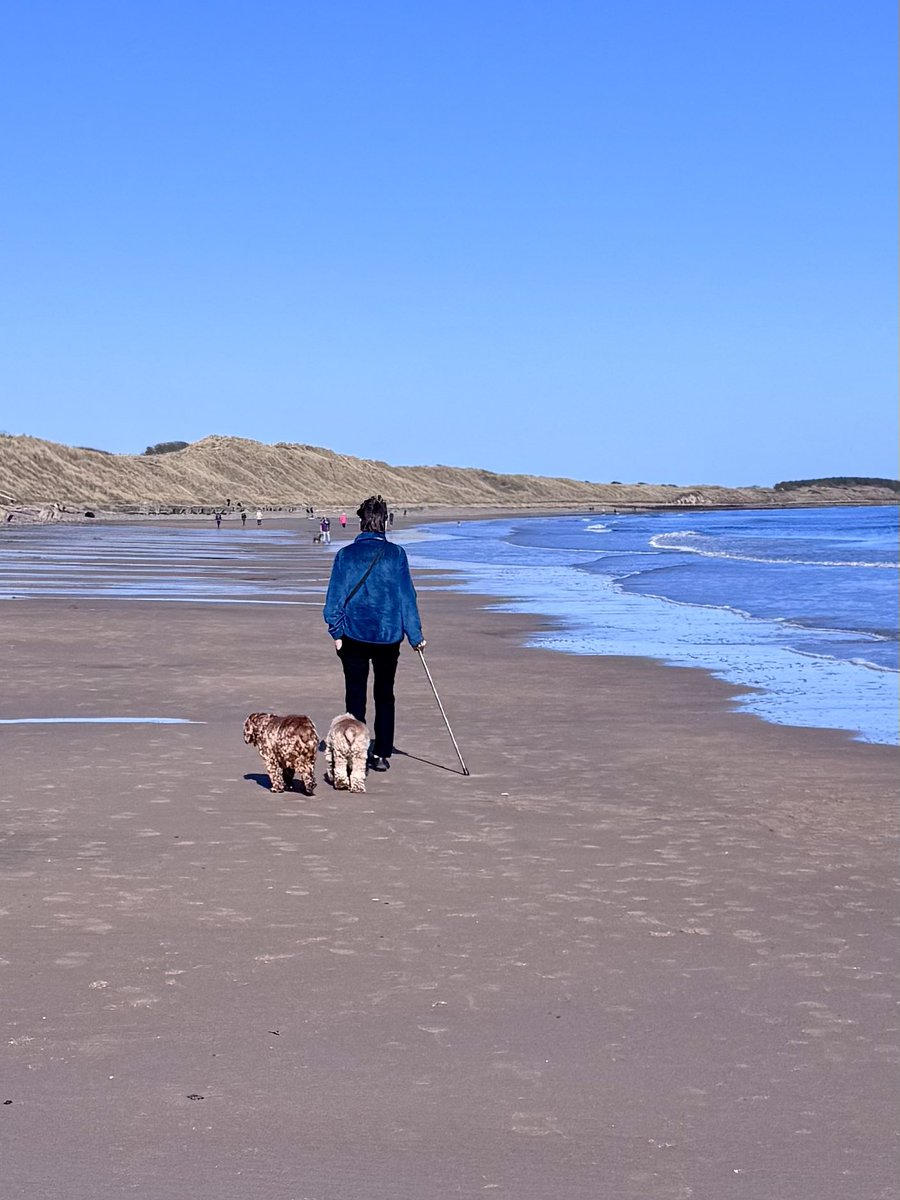 Super Spaniels tweet media