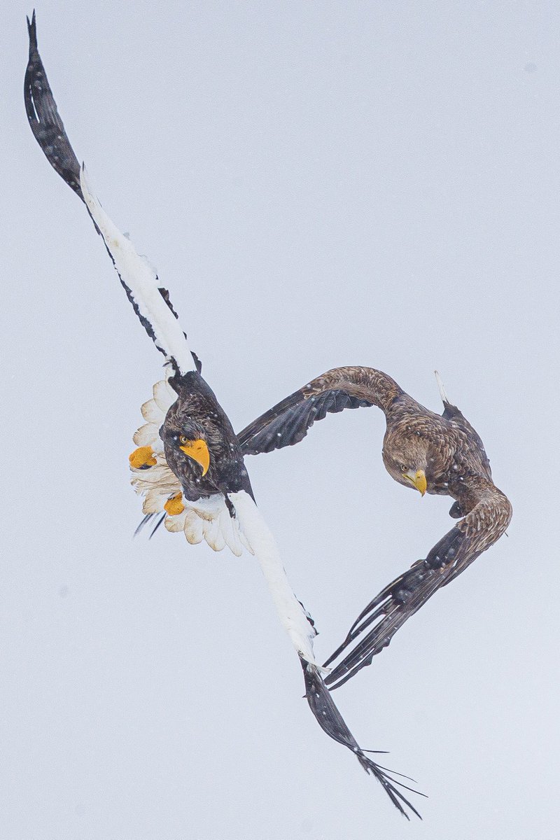 まいる tweet media