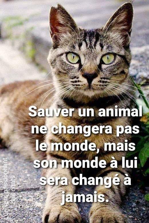 KristelBERINGER's tweet photo. A LIRE !!
@animaux_planete https://t.co/8pc3WLkrTG