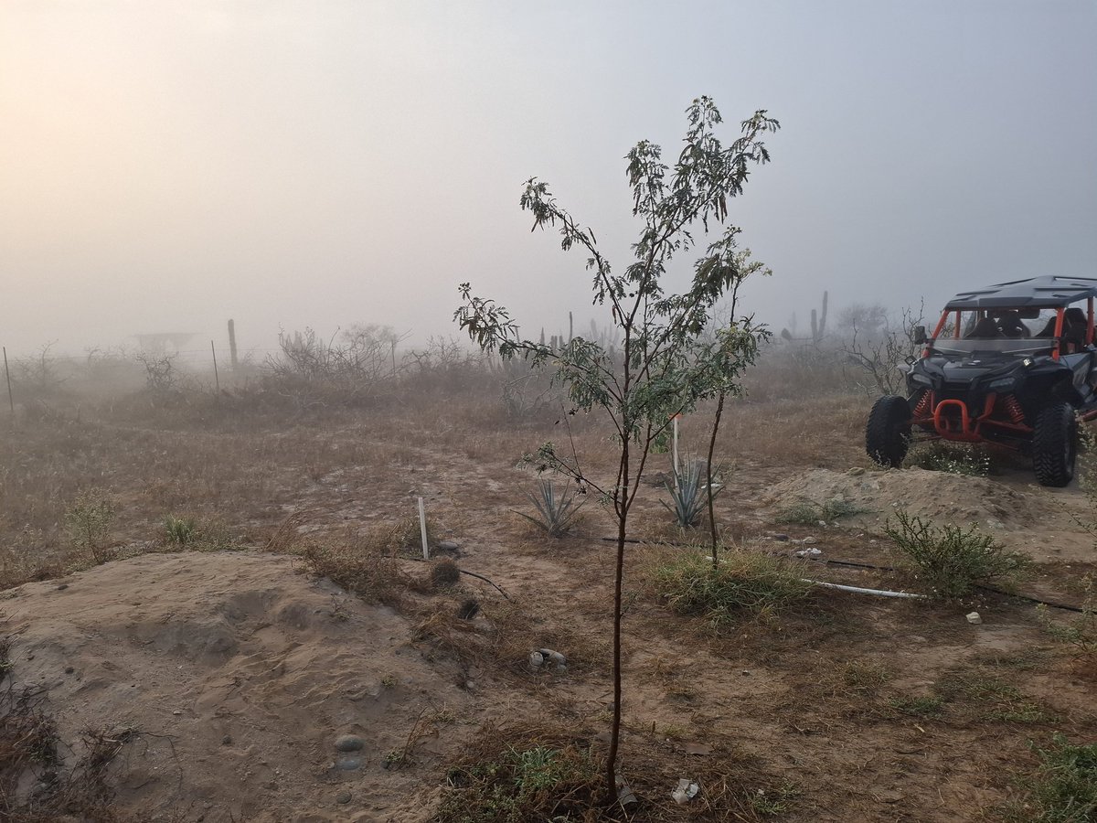 CriptoZorro's tweet image. Love these foggy mornings in the "desert".  The marine layer is nature's drip system, harvesting water from the river in the air.

🤙saludos

#homesteading #gardening #offgrid #bitcoin #permaculture #gardening
