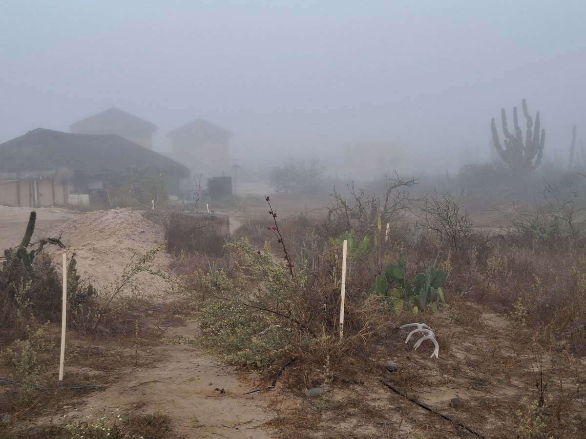 CriptoZorro's tweet image. Love these foggy mornings in the "desert".  The marine layer is nature's drip system, harvesting water from the river in the air.

🤙saludos

#homesteading #gardening #offgrid #bitcoin #permaculture #gardening