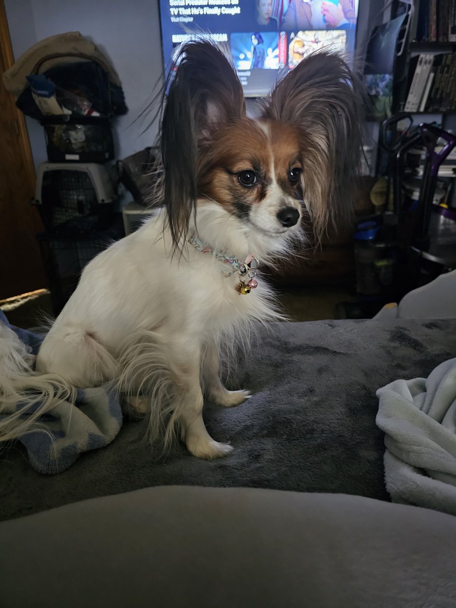 gmAndiJ's tweet photo. #papillonlife
Means playing fetch by throwing the ball from your bed into the bathroom and closet. 
Good exercise for the lils when you're lazy and/or tired

These guys are the greatest!
( #gsdlove also the greatest!) https://t.co/U2VErvgMSB