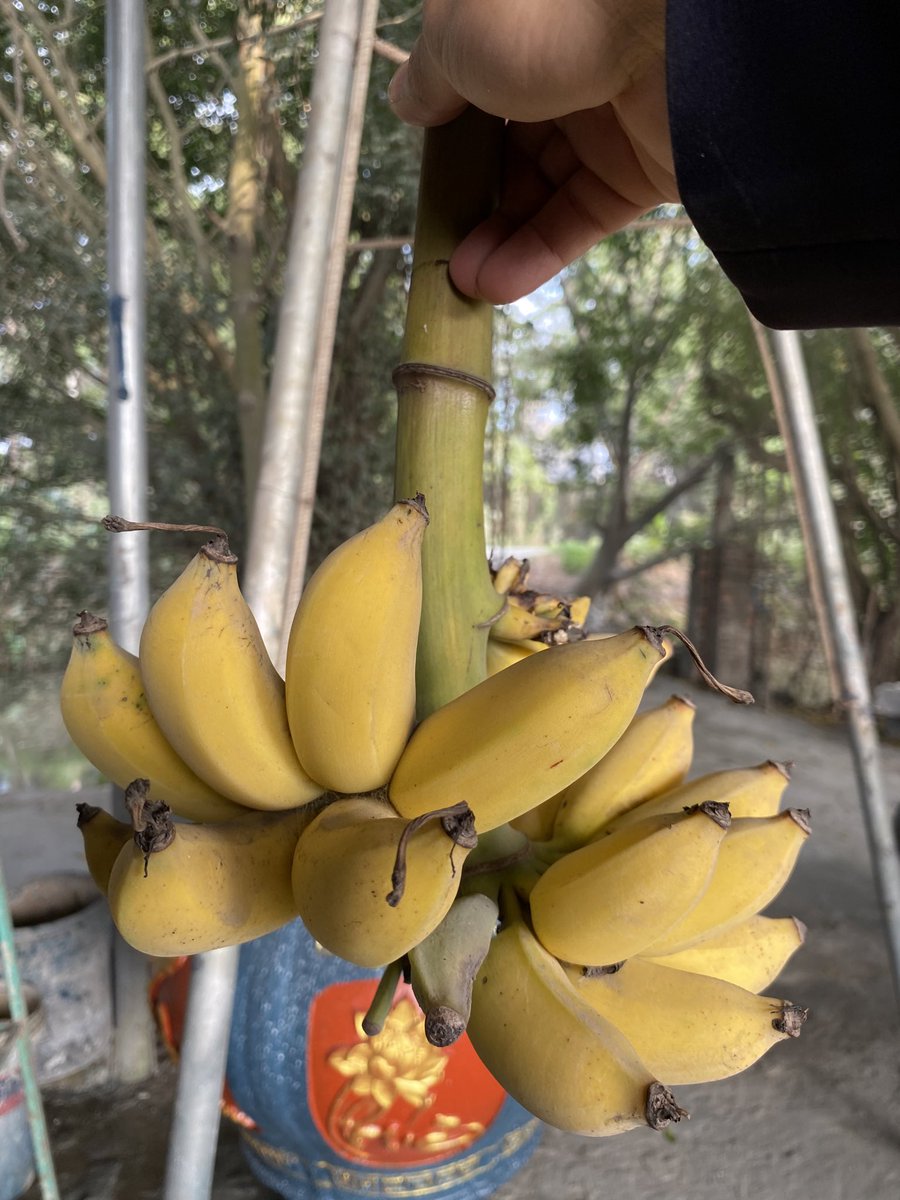 Hoàn Phạm | Hugh tweet media