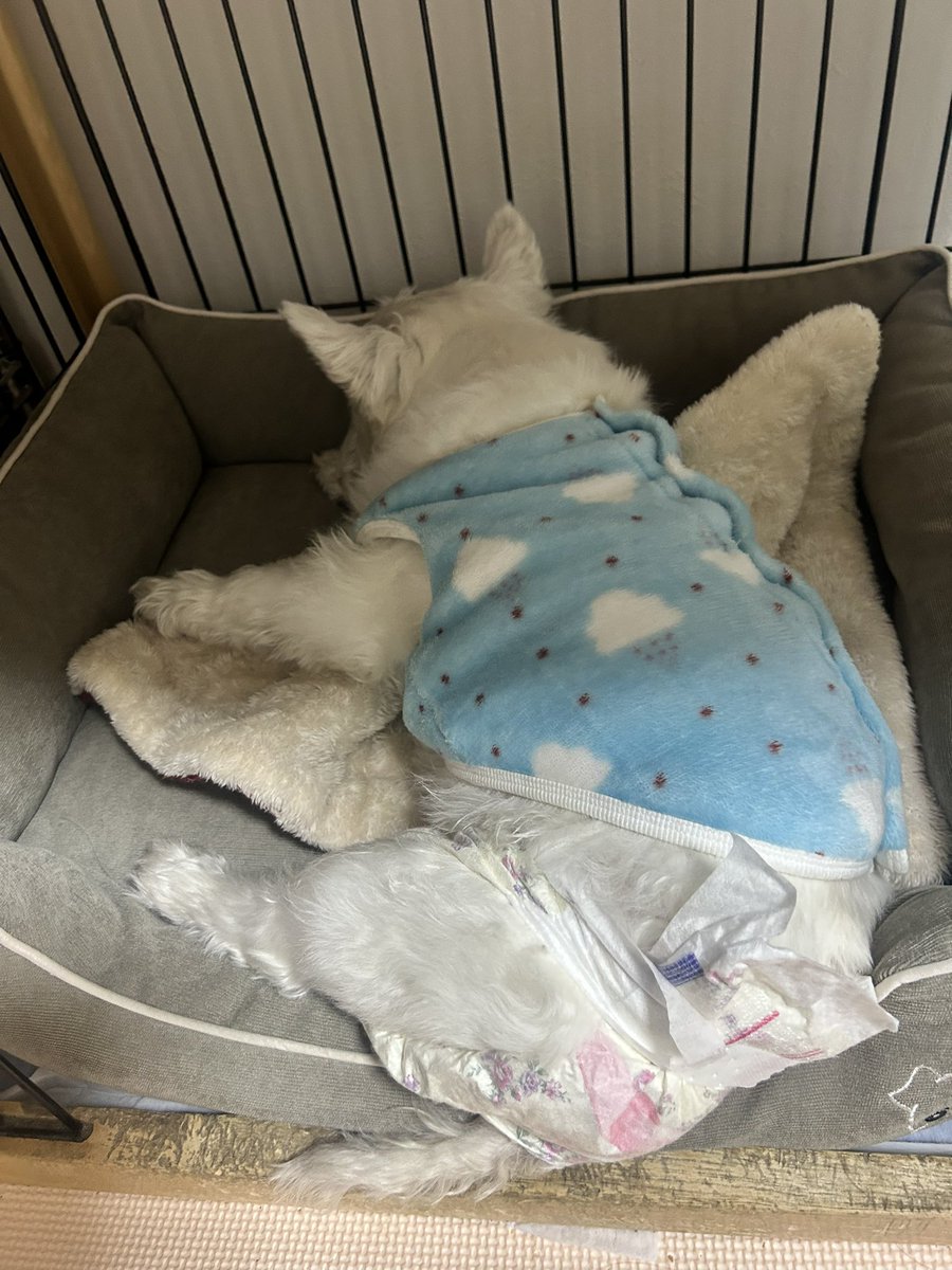 ちーちゃんですけどもっ第3巻予約発売中です❗️ (@ymc_cheezu