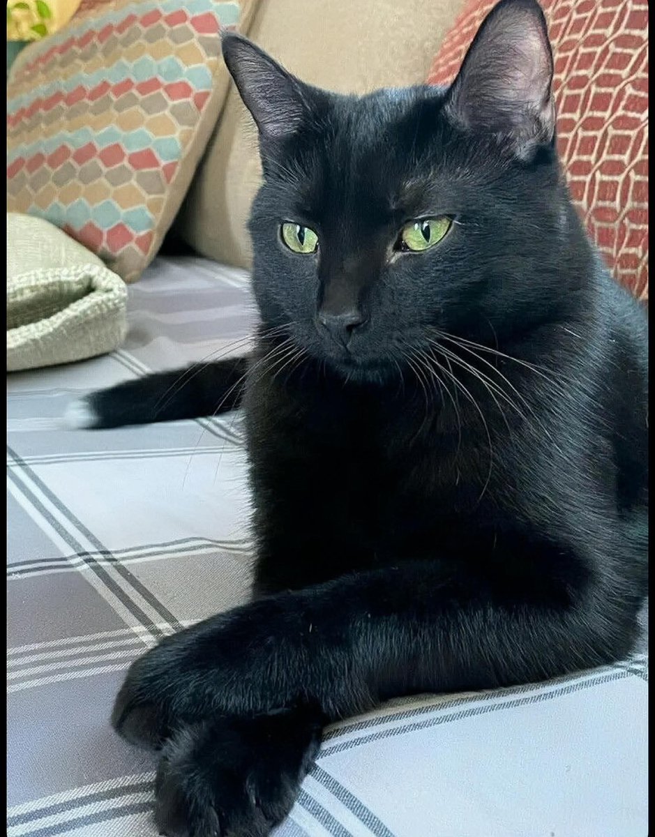 Arthur Collins tweet media