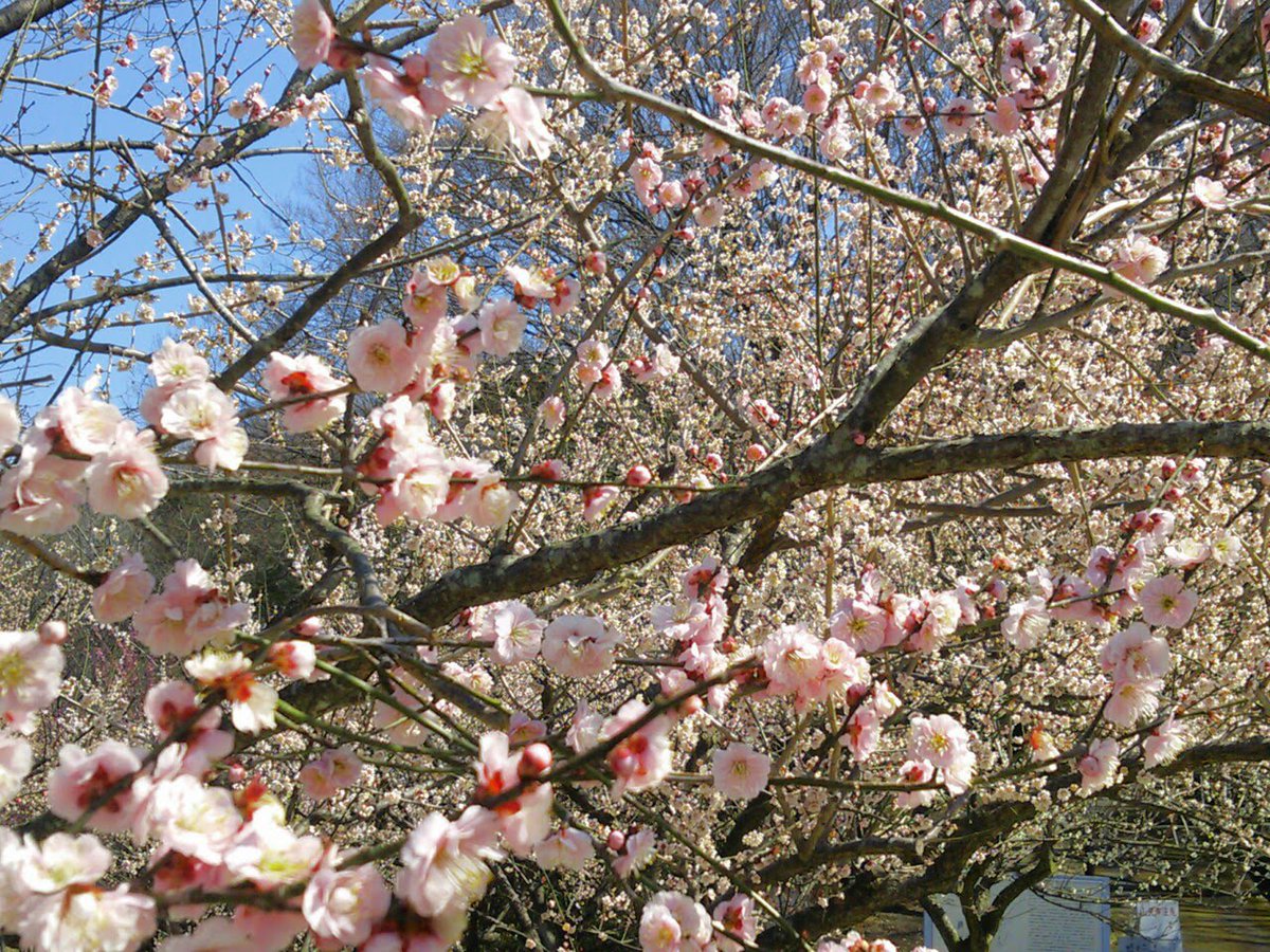 Hitoshi Misaka tweet media