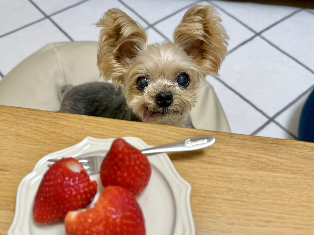 キキ🐶 tweet media