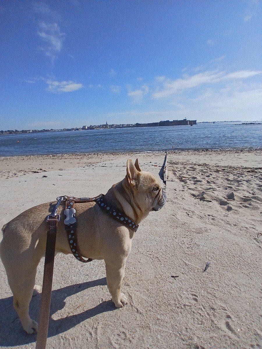 valerie7456's tweet image. Bel après-midi printanier à tous ☀️⛵️
#Bretagne #Larmor