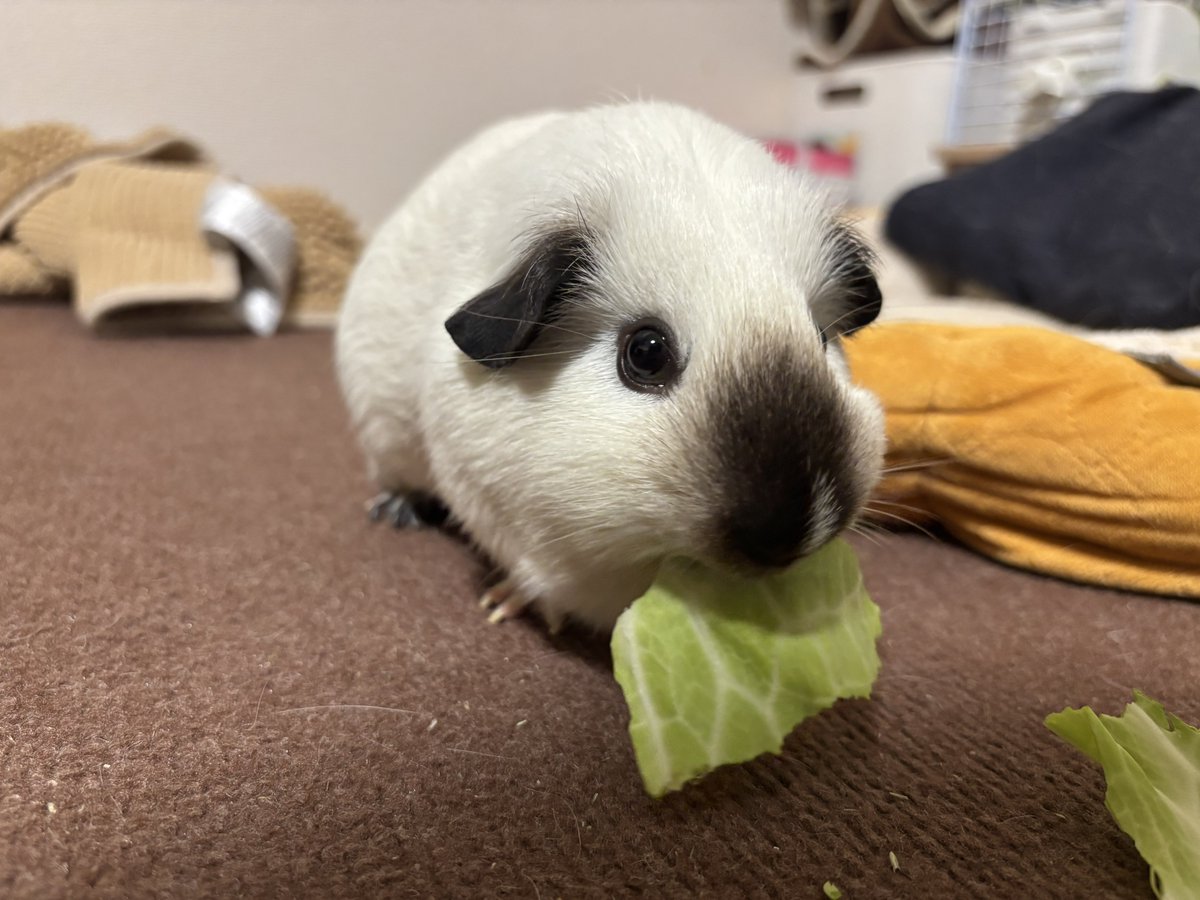 pu_dhis's tweet photo. キャベツむしゃぁ。 https://t.co/lfVElsacC6